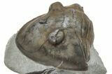Wide, Enrolled Isotelus Trilobite - Mt Orab, Ohio #225015-2